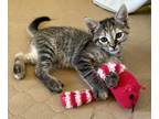 Adopt Piper a Domestic Shorthair / Mixed cat in Mipiltas, CA (41555126)