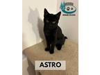 Adopt Astro a All Black Domestic Shorthair (short coat) cat in Huntsville