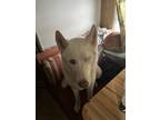 Adopt Nanuk a White Husky / Husky / Mixed dog in Minot, ND (41555081)