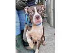 Adopt Naomi a Brindle - with White Pit Bull Terrier / Mixed dog in Chicago