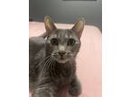 Adopt Frank a Gray or Blue American Shorthair / Mixed (short coat) cat in