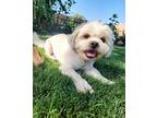 Adopt Jax a White Shih Tzu / Mixed dog in Phoenix, AZ (41555066)