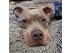 Adopt Steve a American Pit Bull Terrier / American Staffordshire Terrier / Mixed