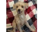 Adopt Henri a Tan/Yellow/Fawn Poodle (Miniature) / Mixed dog in Forked River