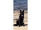 Adopt Chula a Black German Shepherd Dog / Mixed dog in San Diego, CA (41555059)