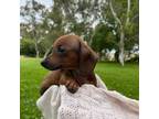 Dachshund Puppy for sale in Roseville, CA, USA