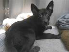 Adopt RYLO a Black German Shepherd Dog / Mixed dog in Tustin, CA (41555035)