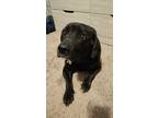 Adopt Oakley a Black Labrador Retriever / Mixed dog in Cartersville