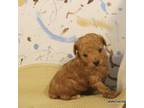 Poodle (Toy) Puppy for sale in Maryville, MO, USA
