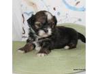 Shih Tzu Puppy for sale in Maryville, MO, USA