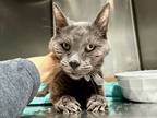 Adopt Seddy a Domestic Shorthair / Mixed (short coat) cat in New York