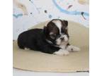 Shih Tzu Puppy for sale in Maryville, MO, USA