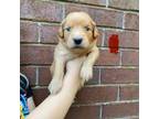 Golden Retriever Puppy for sale in Greenbrier, AR, USA