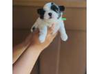 Shih Tzu Puppy for sale in Hurdle Mills, NC, USA