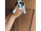 Shih Tzu Puppy for sale in Hurdle Mills, NC, USA