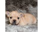 French Bulldog Puppy for sale in Pleasant Hope, MO, USA