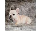 French Bulldog Puppy for sale in Pleasant Hope, MO, USA