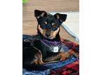 Adopt Bodie a Black - with Tan, Yellow or Fawn Manchester Terrier / Mixed dog in