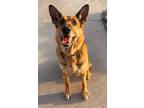 Adopt Alora a German Shepherd Dog / Mixed dog in Viroqua, WI (41554981)