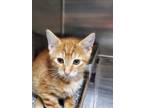 Adopt 2024-05-231 a Domestic Shorthair / Mixed (short coat) cat in Winder