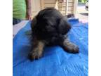 Shih-Poo Puppy for sale in Rocky Point, NC, USA