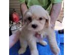 Shih-Poo Puppy for sale in Rocky Point, NC, USA