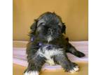 Shih Tzu Puppy for sale in Mooresville, NC, USA