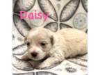 Maltipoo Puppy for sale in Rutherfordton, NC, USA