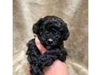 Maltipoo Puppy for sale in Rutherfordton, NC, USA