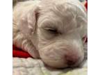 Bichon Frise Puppy for sale in Jacksonville, TX, USA