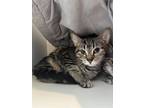Adopt Caboodle a Brown Tabby Domestic Shorthair / Mixed Breed (Medium) / Mixed