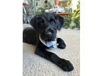 Adopt Gorgonzola - IN FOSTER ADOPTED a Black Mixed Breed (Medium) / Mixed Breed