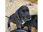 Great Dane Puppy for sale in Zephyrhills, FL, USA
