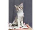 Adopt Gilligan a Domestic Shorthair / Mixed (short coat) cat in Rockford