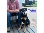 Adopt Toby a Black - with Tan, Yellow or Fawn Doberman Pinscher / Labrador