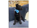 Adopt Paul a Black Labrador Retriever dog in Maryville, TN (41554572)