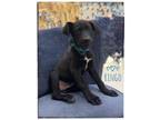 Adopt Ringo a Black Labrador Retriever dog in Maryville, TN (41554570)