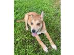 Adopt Hannah a Tan/Yellow/Fawn - with White Shepherd (Unknown Type) / Mixed dog