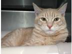 Adopt Barron a Orange or Red Tabby Domestic Shorthair (short coat) cat in Forked