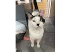 Adopt Cafe con Leche a White (Mostly) Domestic Shorthair / Mixed cat in