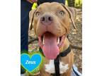 Adopt Zeus a Red/Golden/Orange/Chestnut Mixed Breed (Large) / Mixed dog in Palm