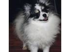 Pomeranian Puppy for sale in Lakeside, TX, USA