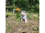Siberian Husky Puppy for sale in Macks Creek, MO, USA