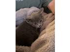 Adopt Mouse a Gray or Blue Tabby / Mixed (short coat) cat in Downingtown