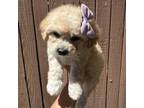 Maltipoo Puppy for sale in Buckeye, AZ, USA