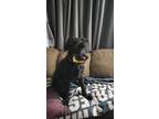 Adopt Lucy a Black - with Tan, Yellow or Fawn German Shepherd Dog / Goldendoodle