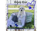 Golden Retriever Puppy for sale in Johnson, NE, USA