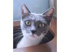 Adopt Madden a Gray or Blue (Mostly) Domestic Shorthair (short coat) cat in