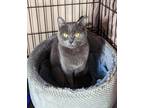 Adopt Minnie a Gray or Blue Domestic Shorthair (short coat) cat in Boston