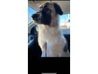 Adopt Tobi a White - with Black Great Pyrenees / Mixed dog in Oklahoma City